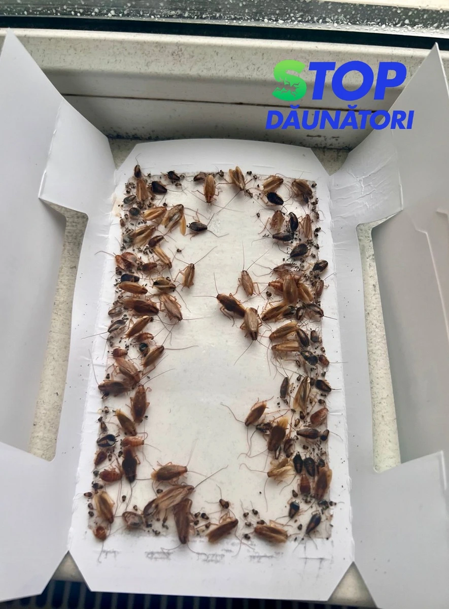 Dezinsecție Gândaci Chișinău