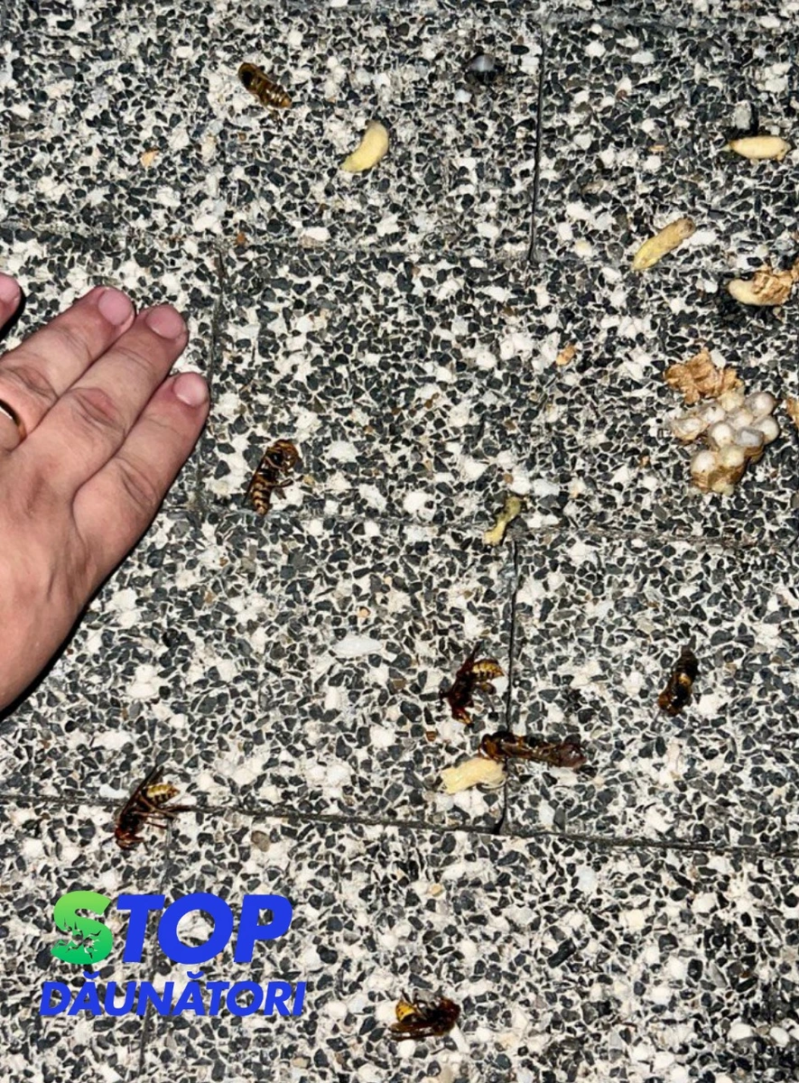 Dezinsecție Viespi Chișinău